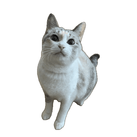 Scindapsus Sticker by NakayamaPlants