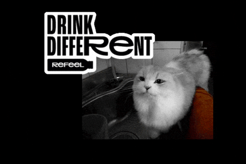 Refeel giphygifmaker cat drink water GIF