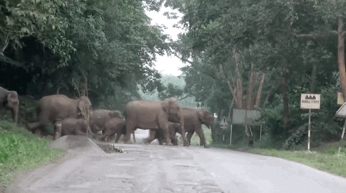 elephant GIF