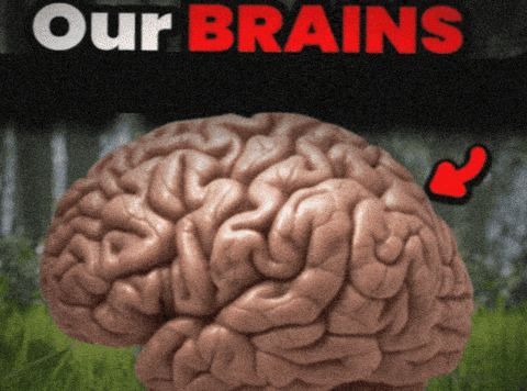 Our Brains GIF