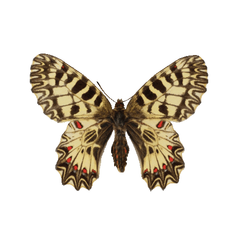 Butterfly Sticker