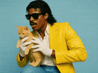 Cat Scratching GIF by Jukebox Saints