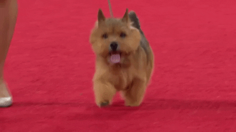 Happy Here We Go GIF by American Kennel Club