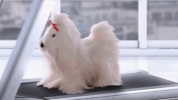 sassy dog GIF