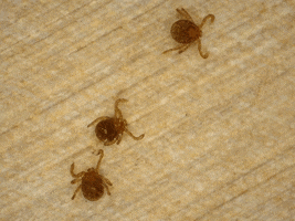 Tick Infectious Disease GIF by Ansel Oommen