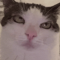 Cat Luna GIF