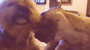 Cocoandbarley licks dog kisses cocoandbarley woofs GIF