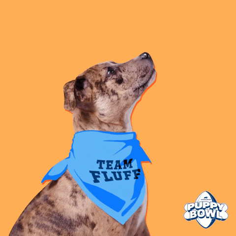 GIF by Puppy Bowl