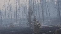 Trees Charred by Wildfire in Jasper