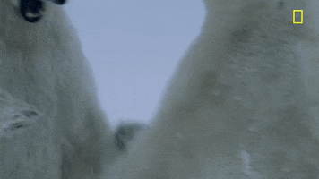 nat geo fighting GIF by National Geographic Channel