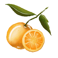 Letspaintworld fruit oranges апельсин letspaintworld Sticker