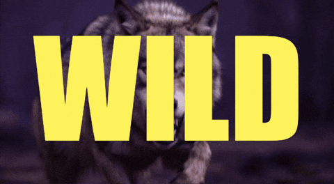 Wild Etf GIF by CGTraveler - Carlos Garrido - Adventrgram