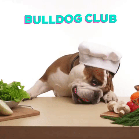 bulldog_club giphygifmaker dog vegan bulldog GIF