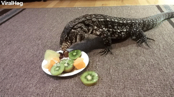 Winston the Tegu Eating Fruit