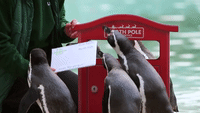 Penguins at London Zoo Send Off Letters to Santa