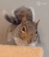 Morning Reaction GIF by TikiIndia