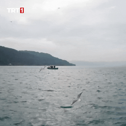 Forget Omega 3 GIF by TRT