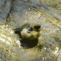 water bird GIF by Los Angeles Zoo and Botanical Gardens