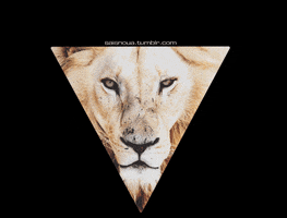 black and white lion GIF