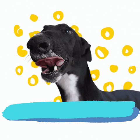 Rescue Dog GIF by Greyhound Rescue
