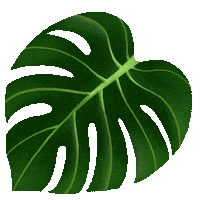 Monstera Deliciosa Plant Sticker