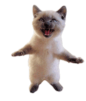 cute kitten STICKER