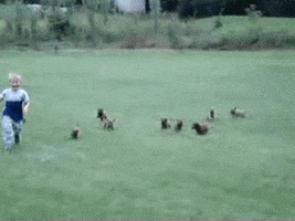 puppy puppies GIF