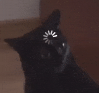 Cat Kitty GIF