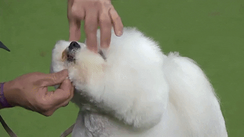 westminster dog show wkc 2018 GIF by Westminster Kennel Club