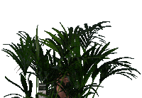 ByDecorum flowers waving plants bloemen Sticker