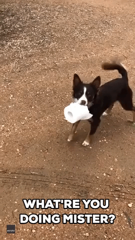 Dog Goes Walkabout With Toilet Paper