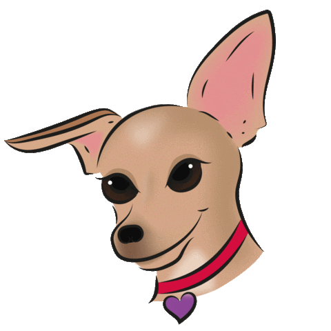 sofiaromanazzo giphyupload charlie chihuahua carlottina Sticker