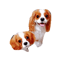 Cavalierkingcharlesspaniel Sticker