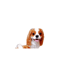 Cavalierkingcharlesspaniel Sticker