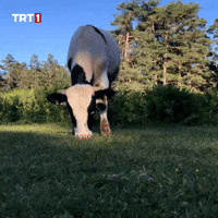 Hungry Cow GIF by TRT