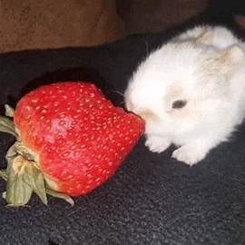 Strawberry Cute Bunny GIF