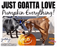 Cute Goats Halloween Pumpkins GIF by Goatta Be Me Goats! Adventures of Java, Toffee, Pumpkin and Cookie!