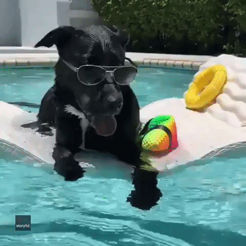 Labrador Rosie Has Fun in the Sun