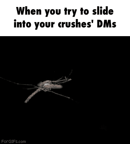 dms GIF