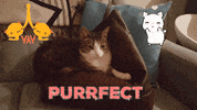 perfect GIF by Amanda