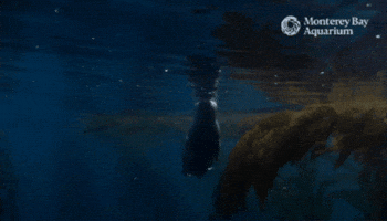 Turn Down Seal Of Approval GIF by Monterey Bay Aquarium