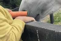 Horse Pony GIF by HRI