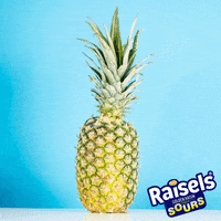 raisels fruit splash GIF
