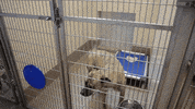 GIF by LifeLine Animal Project