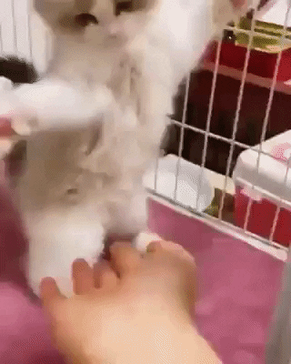 cuteanimalland giphyupload GIF