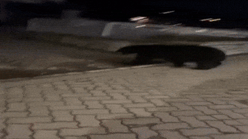 Black Bear GIF