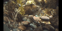 Sea Horse Rocks GIF by DIIMSA Stock