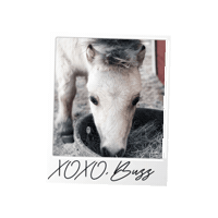 Polaroid Whateverittakes Sticker by WIT Equestrian Clothing Co.