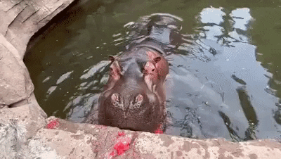 cuteanimalland giphyupload GIF