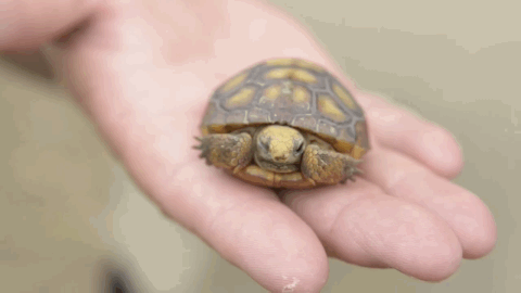 reptile GIF